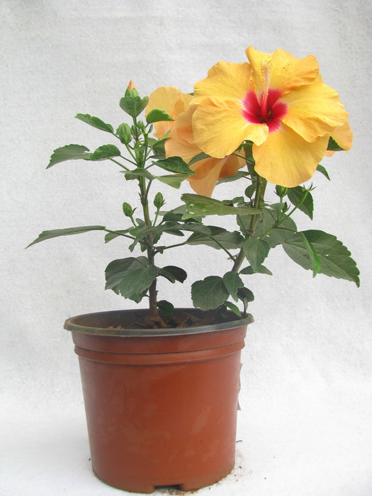 Hibiscus Yellow Color Flowering Plant (Jaswand)