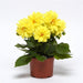 Dahlia Figaro Yellow Shades Flower Seeds - CGASPL