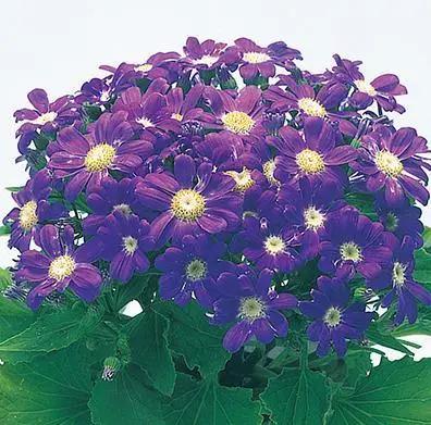 Cineraria Early Perfaction Purple