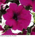 Petunia Gf. Dreams Burgundy Picotee Flower Seed