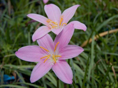 Zephyranthus Robusta Pink Flower Bulbs (Pack of 6) - CGASPL