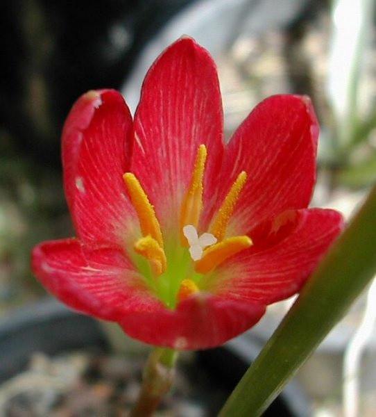 Zephyranthus Red Flower Bulbs (Pack of 20) - CGASPL