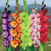 Indian Gladioli Mix Color Flower Bulbs (Pack of 12 Bulbs) - CGASPL