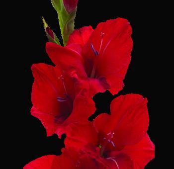 Gladiolus Red (Candyman)Color Flower Bulbs (Pack of 12 Bulbs ) - CGASPL