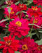 Zinnia Double Profusion Hot Cherry