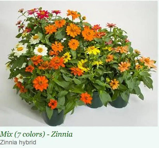 Zinnia Single Profusion Mix Flower Seeds