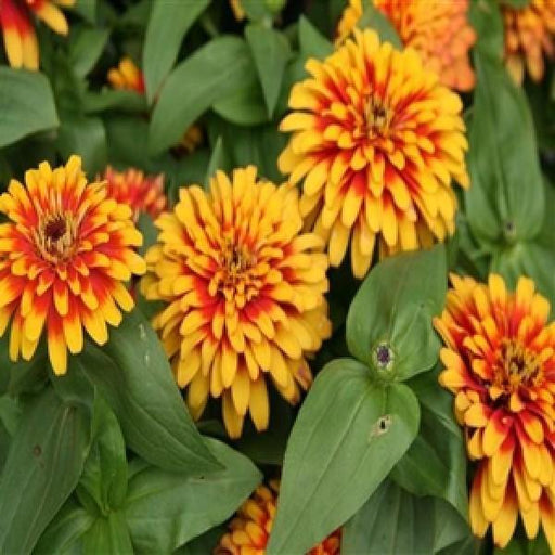 Zinnia Swizzle Scarlet & Yellow Flower Seeds - CGASPL