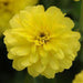 Zinnia Double Zahara Yellow Flower Seeds