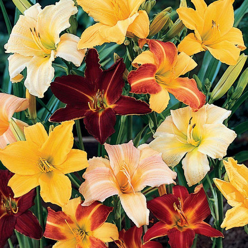 Day lily Mixed Flower Bulbs (Pack of 6) - CGASPL